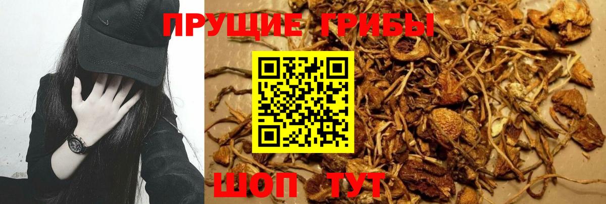 Псилоцибиновые грибы Cubensis Алейск