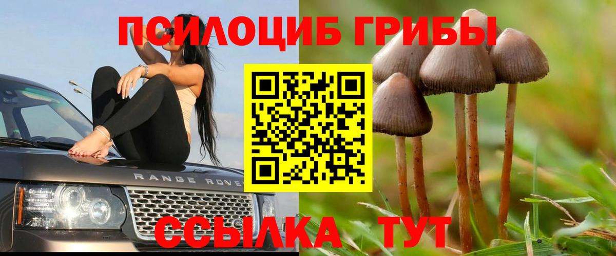 Алейск  Псилоцибиновые грибы мухоморы  Вход с VPN  Псилоцибиновые грибы Cubensis 